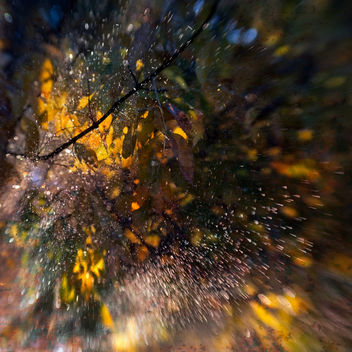 Autumn Jewels - бесплатный image #324465