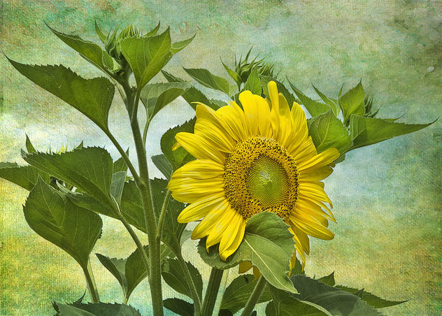 Textured sunflower - image gratuit #324825 