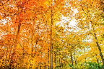 Fall foliage in Millstone, New Jersey 2015 - Free image #327235