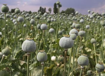 Opium Field in Afyon - image #327295 gratis