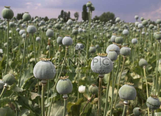 Opium Field in Afyon - Free image #327295