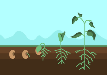 Vector Plant Growth Cycle - vector #327565 gratis