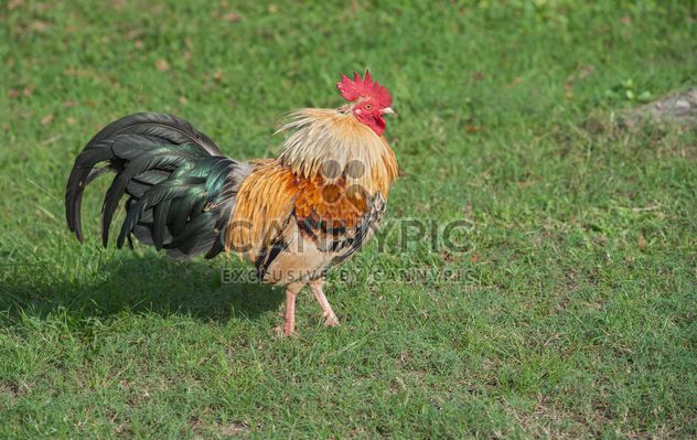 Rooster on grass - image gratuit #328065 