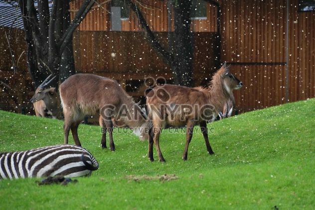 deer grazing on the grass - Kostenloses image #328085