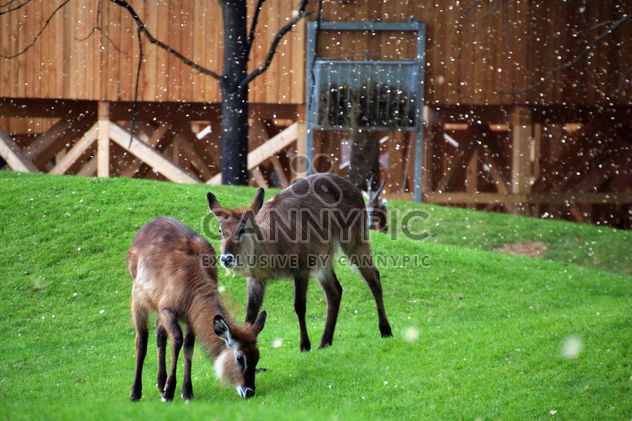 deer grazing on the grass - image gratuit #328095 