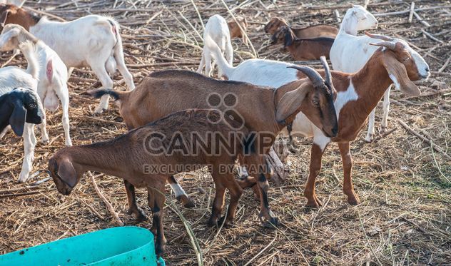 goats on a farm - image gratuit #328125 