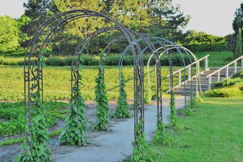 Archs with grape plant in summer Park - image gratuit #328445 
