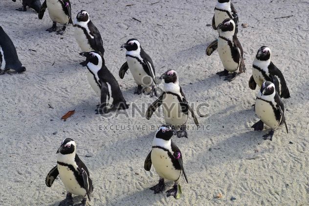 Group of penguins - Free image #328455