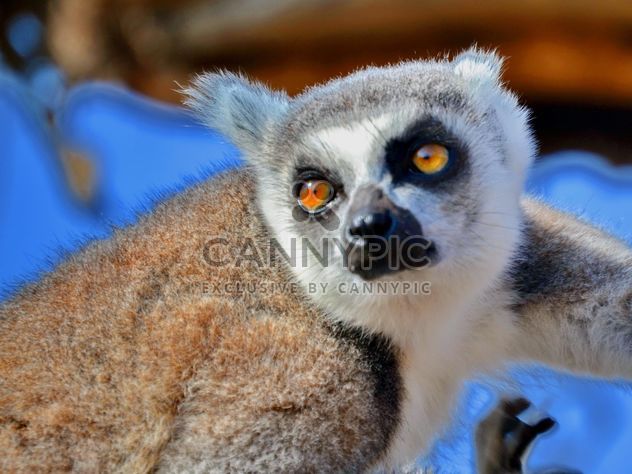 Lemur close up - Free image #328475