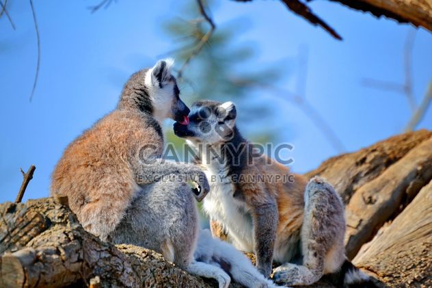Lemur close up - image gratuit #328485 
