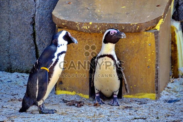 Couple of penguins - Kostenloses image #328505