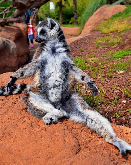 lemur sunbathing - Free image #328515
