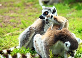 Family of Lemure - Kostenloses image #328525