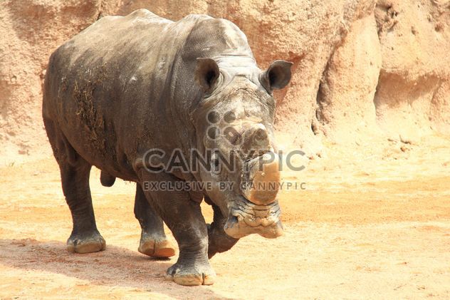 Rhino walking in the Zoo - image #328535 gratis