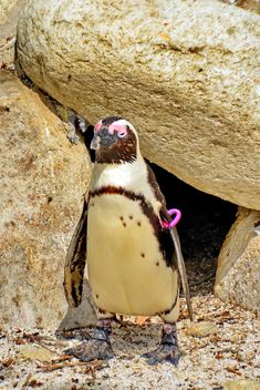 a male penguin expecting a girl in front of her house - Kostenloses image #328575