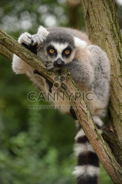 Lemur close up - image #328605 gratis