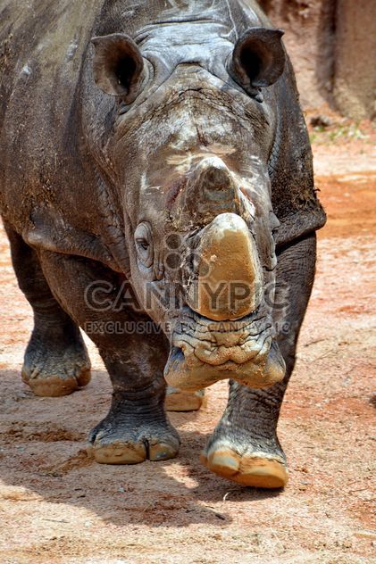 Rhinoceros in park - image #329065 gratis