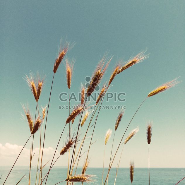 Spikelets on shore of river - image gratuit #329115 