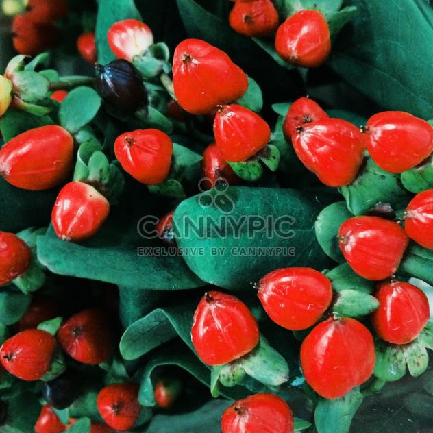 Hypericum red bouquet - Free image #329265