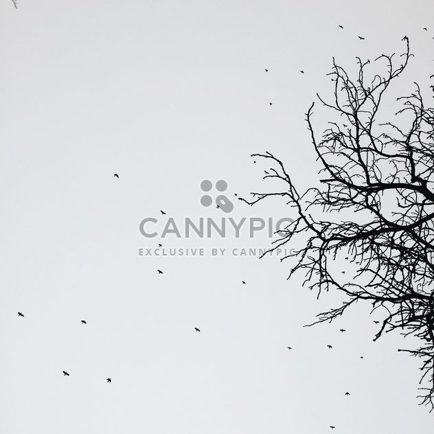 tree and birds in winter - image #329275 gratis
