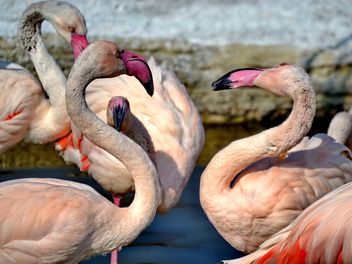 pink flamingos in park - image gratuit #329885 