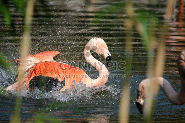 Flamingo in park - Free image #329925