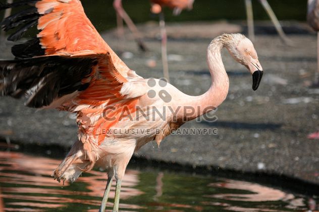 Flamingo in park - image #329935 gratis