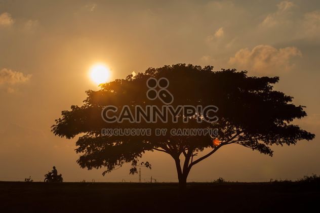 Huge tree at sunset - image gratuit #330005 