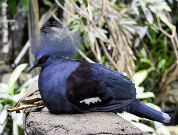 Crowned Pigeon - image gratuit #330645 