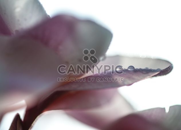 Close up of pink Plumeria - image #330855 gratis