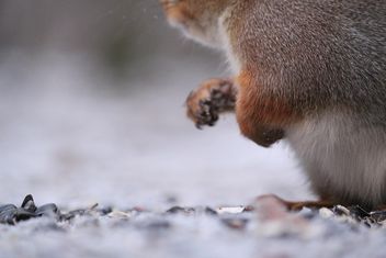 close up of Squirrel in the park - image #332805 gratis