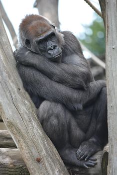 Gorilla on rope clibbing in park - image gratuit #333195 