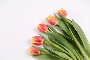 Season's First Fresh Cut Tulips - image gratuit #333245 