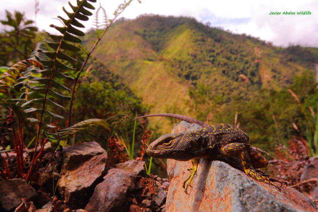 Whorltail iguana or Guagsa (Stenocercus sp.) in Chimboroga, Ecuador - image #334475 gratis