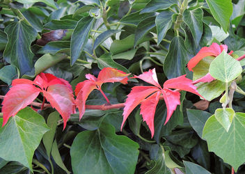 Turkey (Mudurnu) Only one stem has red leaves - image gratuit #334525 