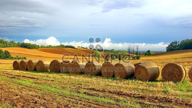 Haystacks, rolled into a cylinders - image gratuit #334755 