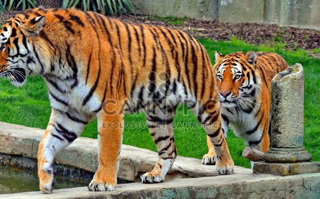 two tigers walking in single file - image gratuit #334795 