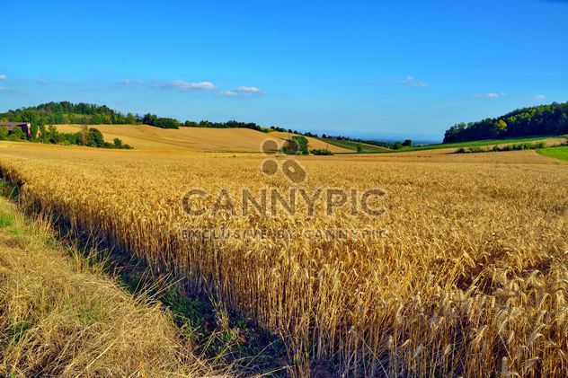 Golden wheat field - image #334805 gratis