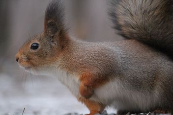 Squirrel eating nut - Kostenloses image #335035