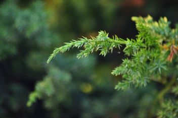 Fir branches - Free image #335185