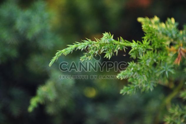 Fir branches - Free image #335185