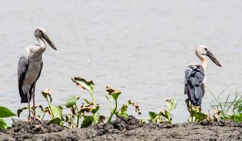Storks on shore of river - image gratuit #337465 