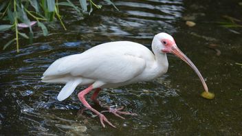 White Ibis in water - image #337495 gratis