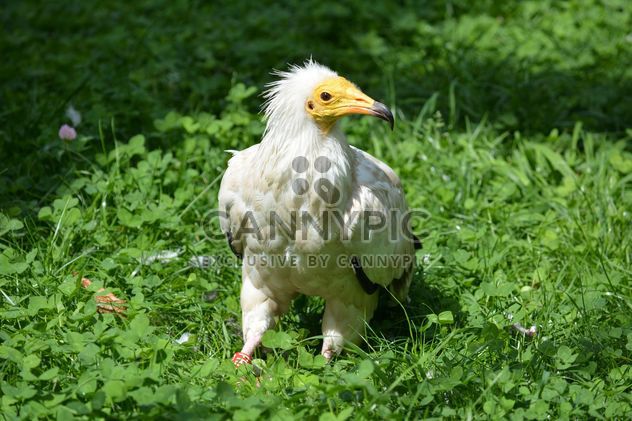 Egyptian vulture on grass - бесплатный image #337505