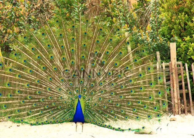 Peacock with feathers out - image #337535 gratis