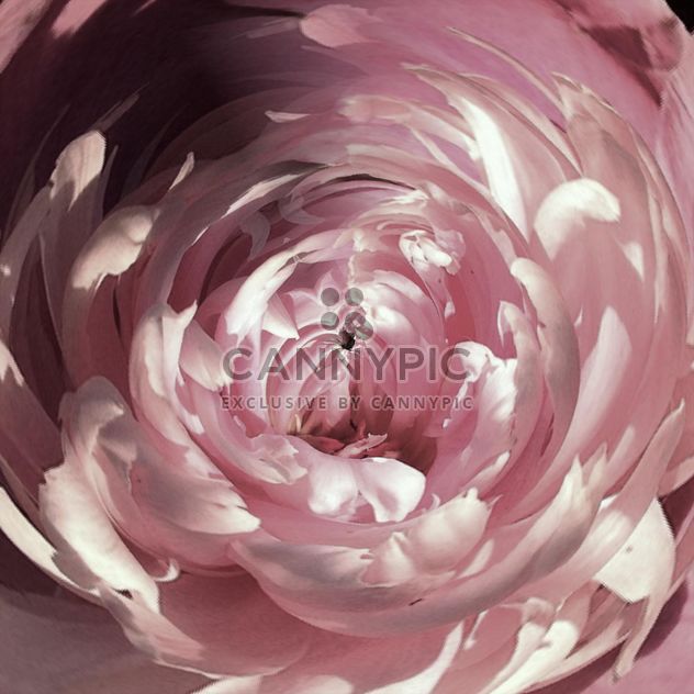 Closeup of pink flower - image #337925 gratis