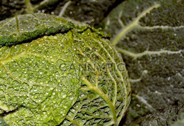 Closeup of Savoy cabbage - image #338305 gratis