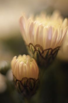 White chrysanthemum flowers - Free image #338325