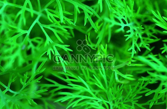 Fresh green fennel - image gratuit #338475 