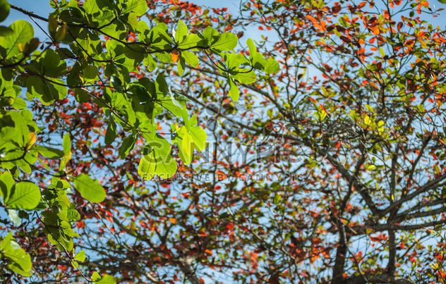 Colorful leaves on tree branches - image #338605 gratis